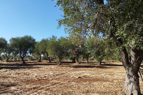 Landejendom i Ostuni, Brindisi, Ostuni - € 90.000 | Ref: 172622 - foto 19